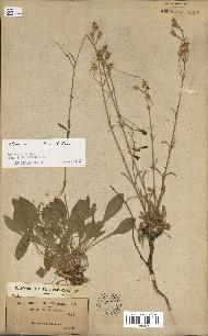 spécimen de Silene mellifera