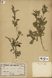 spécimen de Silene noctiflora