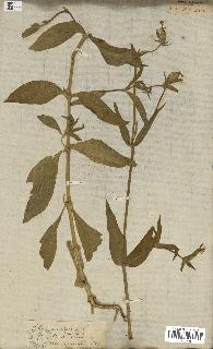 spécimen de Silene noctiflora