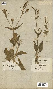 spécimen de Silene noctiflora