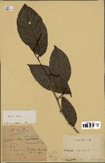 spécimen de Coccoloba venosa