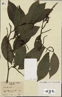 spécimen de Coccoloba venosa