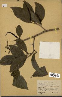 spécimen de Coccoloba venosa