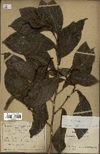 spécimen de Coccoloba venosa