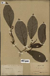 spécimen de Coccoloba venosa