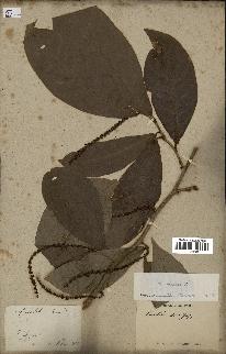 spécimen de Coccoloba venosa