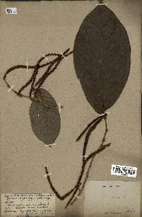 spécimen de Coccoloba venosa