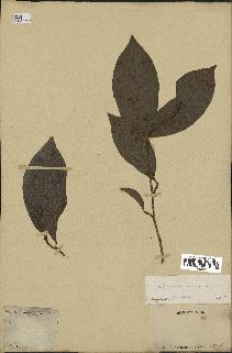 spécimen de Coccoloba venosa