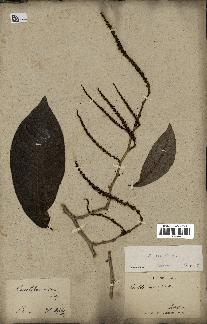 spécimen de Coccoloba venosa