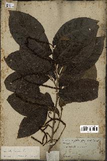 spécimen de Coccoloba venosa