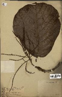 spécimen de Coccoloba latifolia