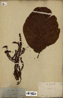 spécimen de Coccoloba latifolia