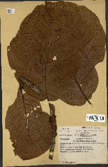 spécimen de Coccoloba latifolia