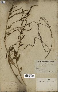 spécimen de Beta vulgaris