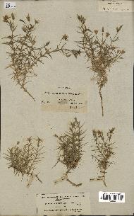 spécimen de Arenaria pungens