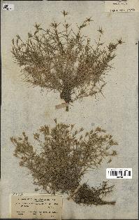 spécimen de Arenaria pungens
