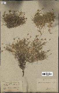spécimen de Arenaria pungens