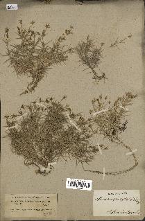 spécimen de Arenaria pungens