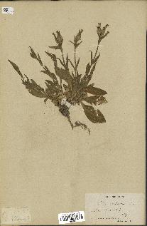 spécimen de Silene noctiflora