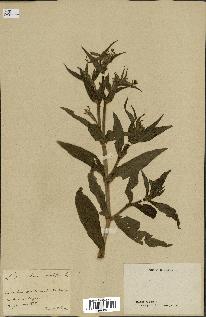 spécimen de Silene noctiflora