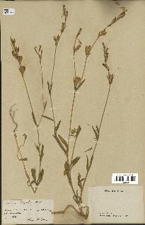 spécimen de Silene hispida