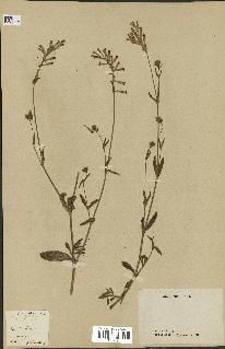 spécimen de Silene hispida