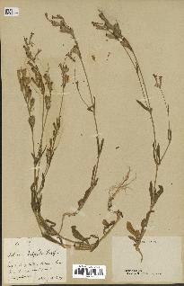 spécimen de Silene hispida