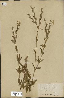 spécimen de Silene dichotoma