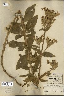 spécimen de Saponaria officinalis