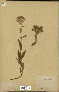 spécimen de Saponaria officinalis