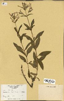 spécimen de Saponaria officinalis