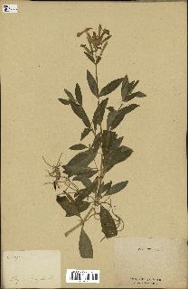 spécimen de Saponaria officinalis