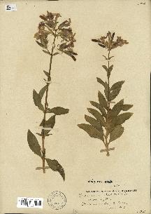 spécimen de Saponaria officinalis