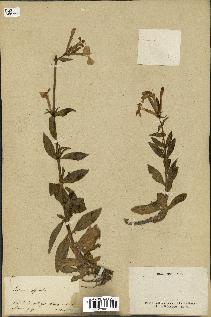 spécimen de Saponaria officinalis