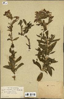 spécimen de Saponaria officinalis