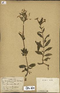 spécimen de Saponaria officinalis