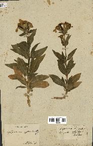 spécimen de Saponaria officinalis