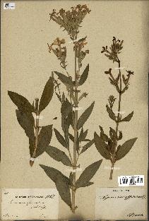 spécimen de Saponaria officinalis