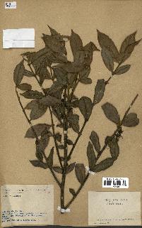 spécimen de Lasianthus sp.