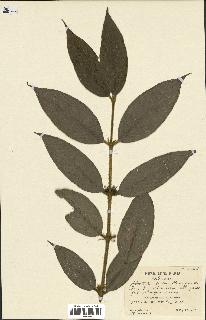 spécimen de Lasianthus sp.