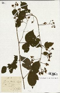 spécimen de Rubus sp.