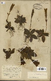 spécimen de Gentiana kochiana
