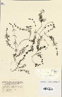spécimen de Asperula pendula