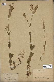 spécimen de Silene bellidifolia