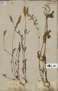 spécimen de Silene bellidifolia