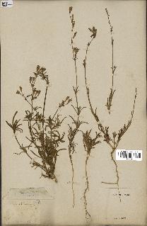 spécimen de Silene nicaeensis