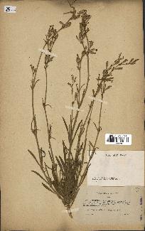 spécimen de Silene nicaeensis