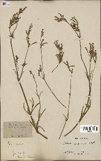 spécimen de Silene nicaeensis