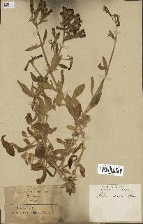 spécimen de Silene velutina