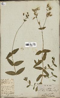 spécimen de Silene vulgaris